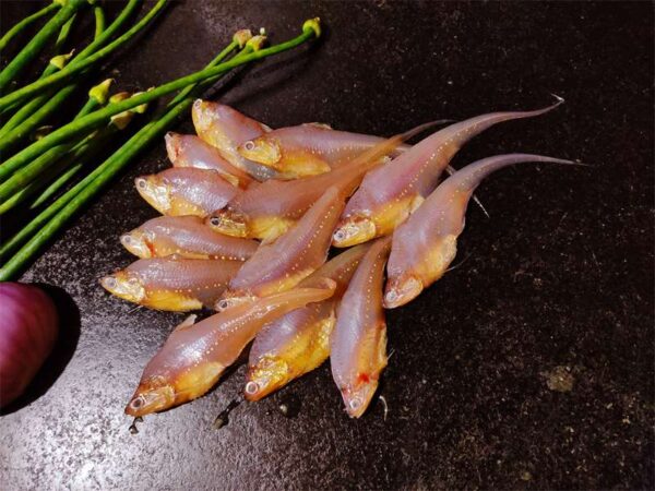Amudi/Amodi Fish-Whole, Gutted & Cleaned {With Out Head} (250 grams)