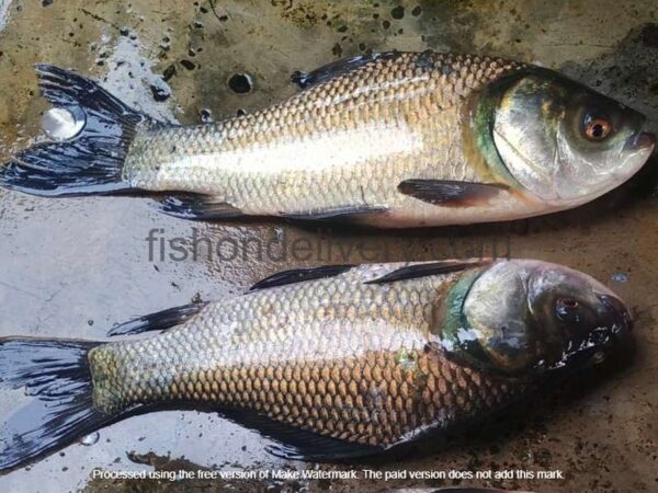 Desi (Katla)- Large – Live- Whole, Bengali Cut & Cleaned {With Head & Tail} (3 kg) - Image 2