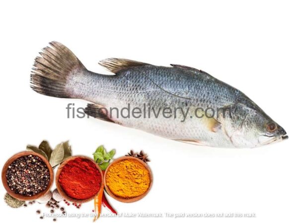 Bhetki/Vetki (Kolkata/Desi) -Fillet- Premium (250 gms)- Fish Fry Pieces (5-6 Pcs)
